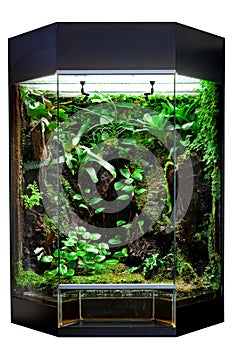 Terrarium for tropical rainforest pet photo
