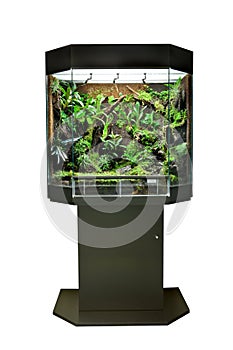 Terrarium for tropical rainforest pets