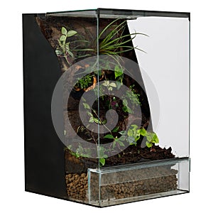 Terrarium with a variety of plants and layered soil