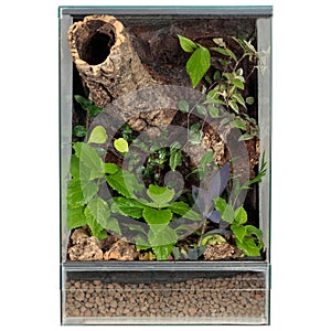 Terrarium with various plants and textured wood