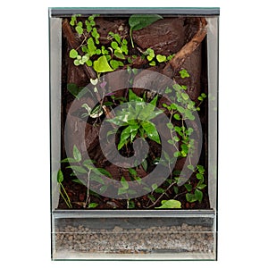 A terrarium with various plants and textured wood