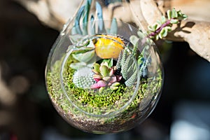 Terrariums inside clear glass jars.