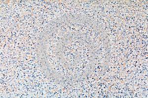 Terrazzo flooring seamless Design Patterns, marble old texture or polished stone art background beautiful