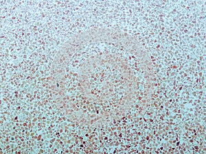 Terrazzo polished stone floor, wall pattern  and granite stone, material for decoration background texture,