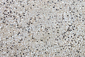 Terrazzo seamless floor texture, old polished stone patterns background,mixed color