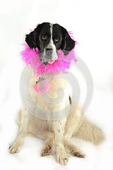 Terre neuve newfounland dog love st valentin romantic landseer