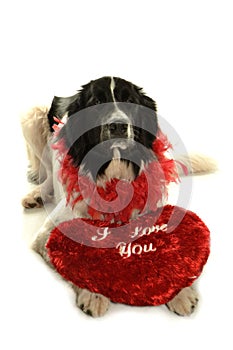 Terre neuve newfounland dog love st valentin romantic landseer