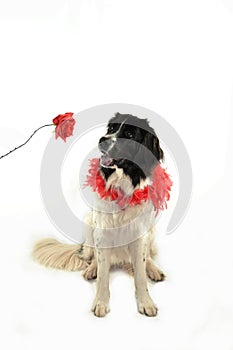 Terre neuve newfounland dog love st valentin romantic landseer