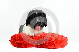 Terre neuve newfounland dog love st valentin romantic landseer