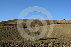 Terreno per coltivazioni,CAmpania, Italia. photo