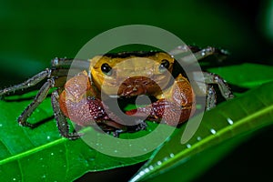 Terrestial Crab at mangrove in Bako National Park