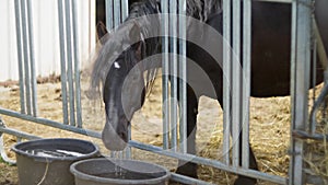 Terrestrial animal, a horse is drinking water from a bucket inside a pen Slow mo