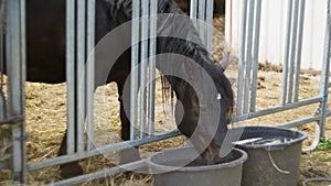 A terrestrial animal, a horse, is seen drinking water from a metal bucket inside a cage. Slow motion