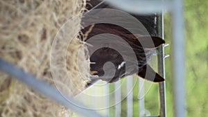 A terrestrial animal, a horse, is seen up close behind a fence, eating hay