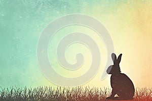 A terrestrial animal, Rabbit, sitting in grass, silhouette against the sky