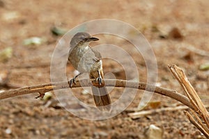 Terrestrial Brownbul - Phyllastrephus terrestris songbird inbulbul family Pycnonotidae, in eastern and south-eastern Africa,