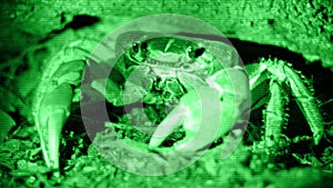 Terrestrial Crab (Cardisoma carnifex or chicken crab). Imitation night vision device. Thailand, Similan islands