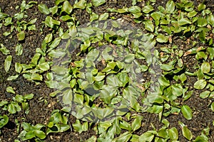 Terrestrial form of broad-leaved pondweed