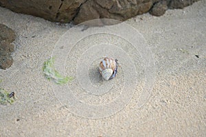 Terrestrial Hermit Crab, Coenobita purpureus Stimpson--nationally protected species, on Tomori Beach at Amam