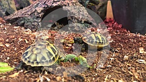 Terrestrial little turtles rest in their home, a small breed of turtles. Beautiful reptile pets.