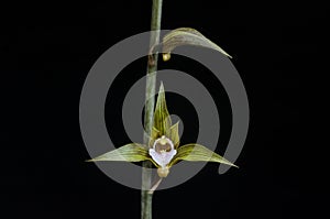 Terrestrial orchid flower photo