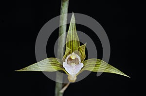 Terrestrial orchid flower photo