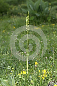 terrestrial orchid Pseudorchis albida