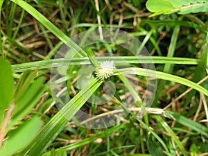 Kyllinga brevifolia a beautiful grass flower photo