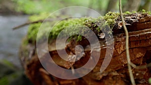 Terrestrial plants trunk covered in moss. Moss-covered tree trunk in natural landscape