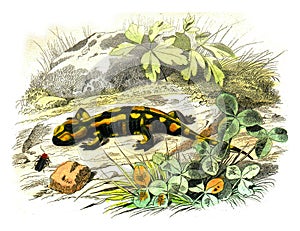 The terrestrial salamander, vintage engraving