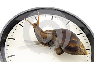 Terrestrial snail crossing a clock dial