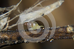 Terrestrial Snail or Mollusc Macro Shot