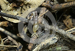 Terrestrial Snail or Mollusc Macro Shot