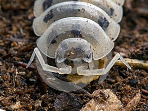 Terrestrial sow bug, Porcellio laevis, dairy cow colour phase