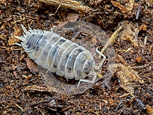 Terrestrial sow bug, Porcellio laevis, dairy cow colour