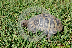 Terrestrial turtle