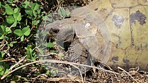 Terrestrial turtle