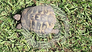 Terrestrial turtle