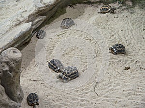 Terrestrial turtle colony on the sand.