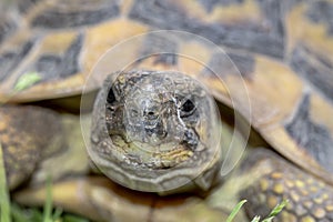 Terrestrial turtle in the garden