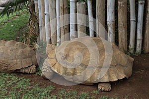 terrestrial turtle in Loro Parque, Tenerife Canary Islands