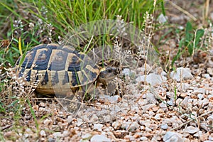 Terrestrial turtle on a stony road