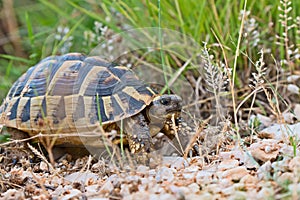 Terrestrial turtle on a stony road