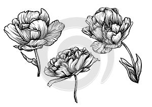 Terri Tulip flowers, decorative flowers and leaves in art nouveau style