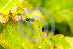 terrible black beetle larva Ablattaria laevigata feeds on lush and succulent leaves