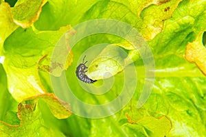 terrible black beetle larva Ablattaria laevigata feeds on lush and succulent leaves