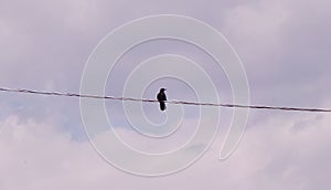 A terrible crow sits on the wire.