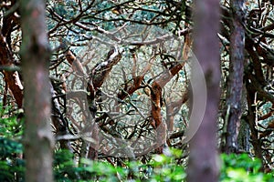 Terrible dreamy mysterious forest view