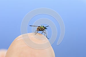terrible gadfly with green eyes sits on your finger