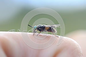 Terrible gadfly with green eyes sits on your finger